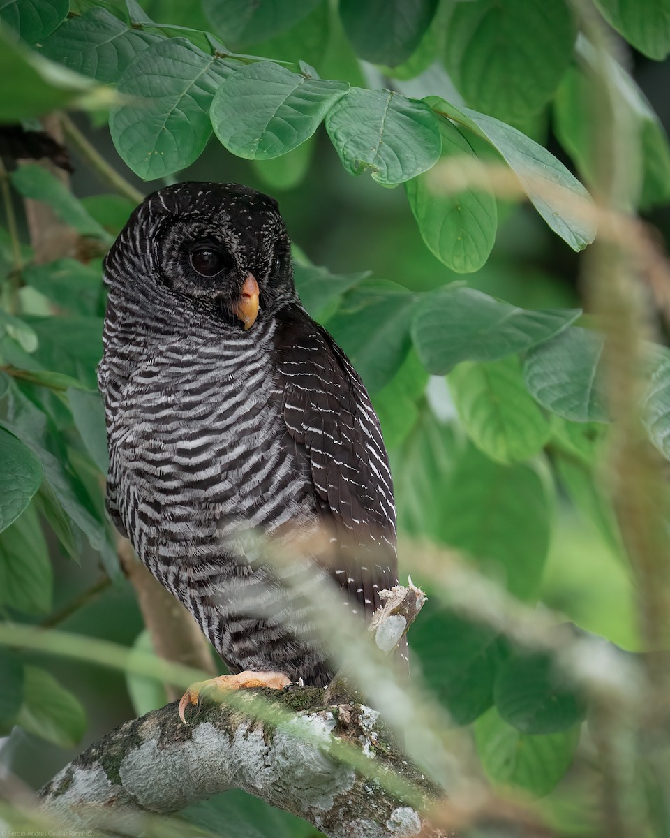 Zebra Baykuşu - ML453113161