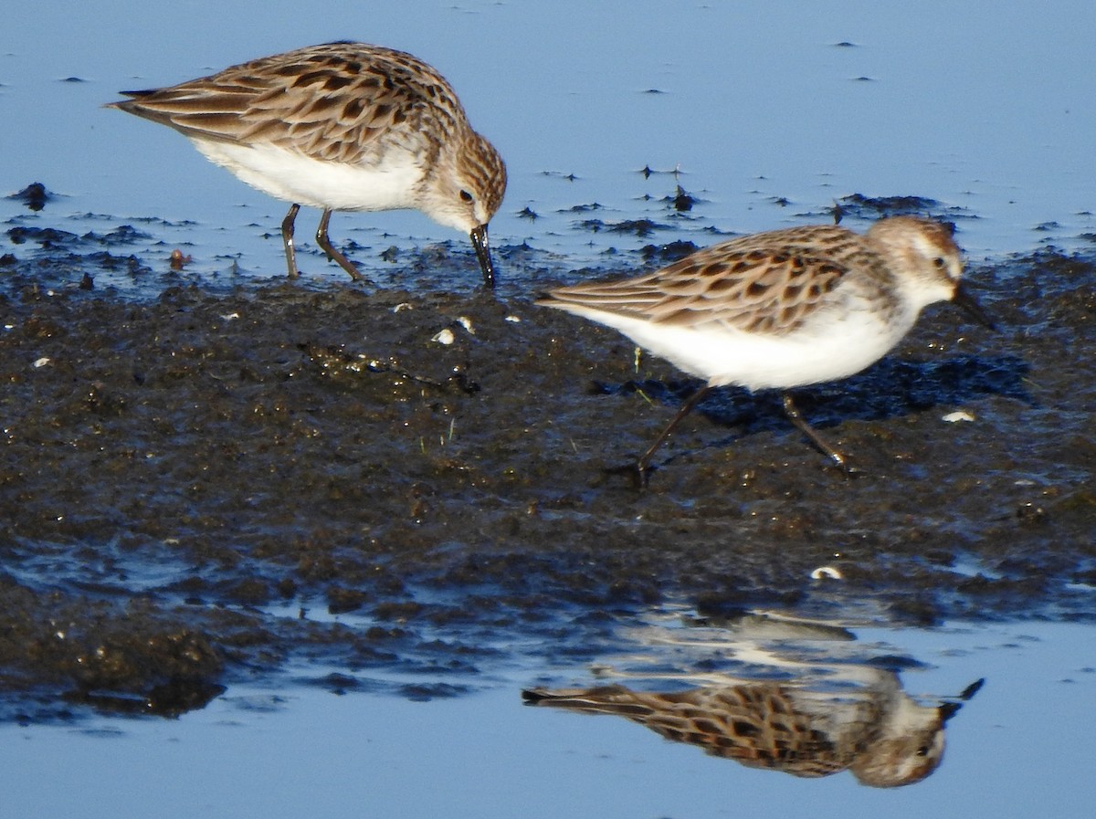 Semipalmated Sandpiper - ML453113201
