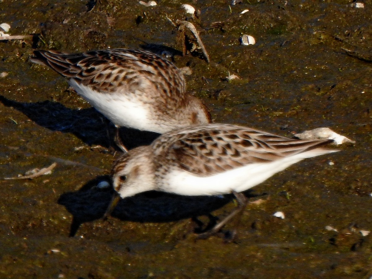 Semipalmated Sandpiper - ML453113261