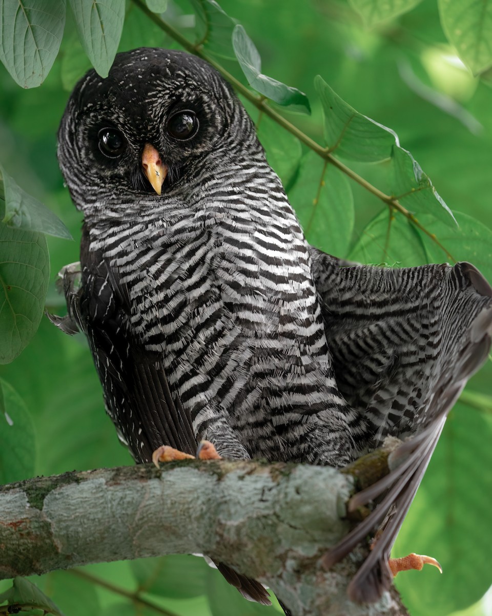 Black-banded Owl - Sergio Andrés  Cuéllar Ramírez
