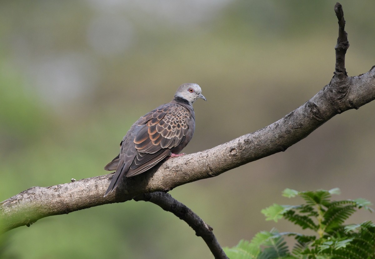 Adamawa Turtle-Dove - Gabriel Jamie