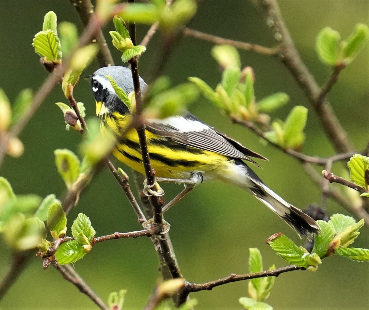 Paruline à tête cendrée - ML453114101