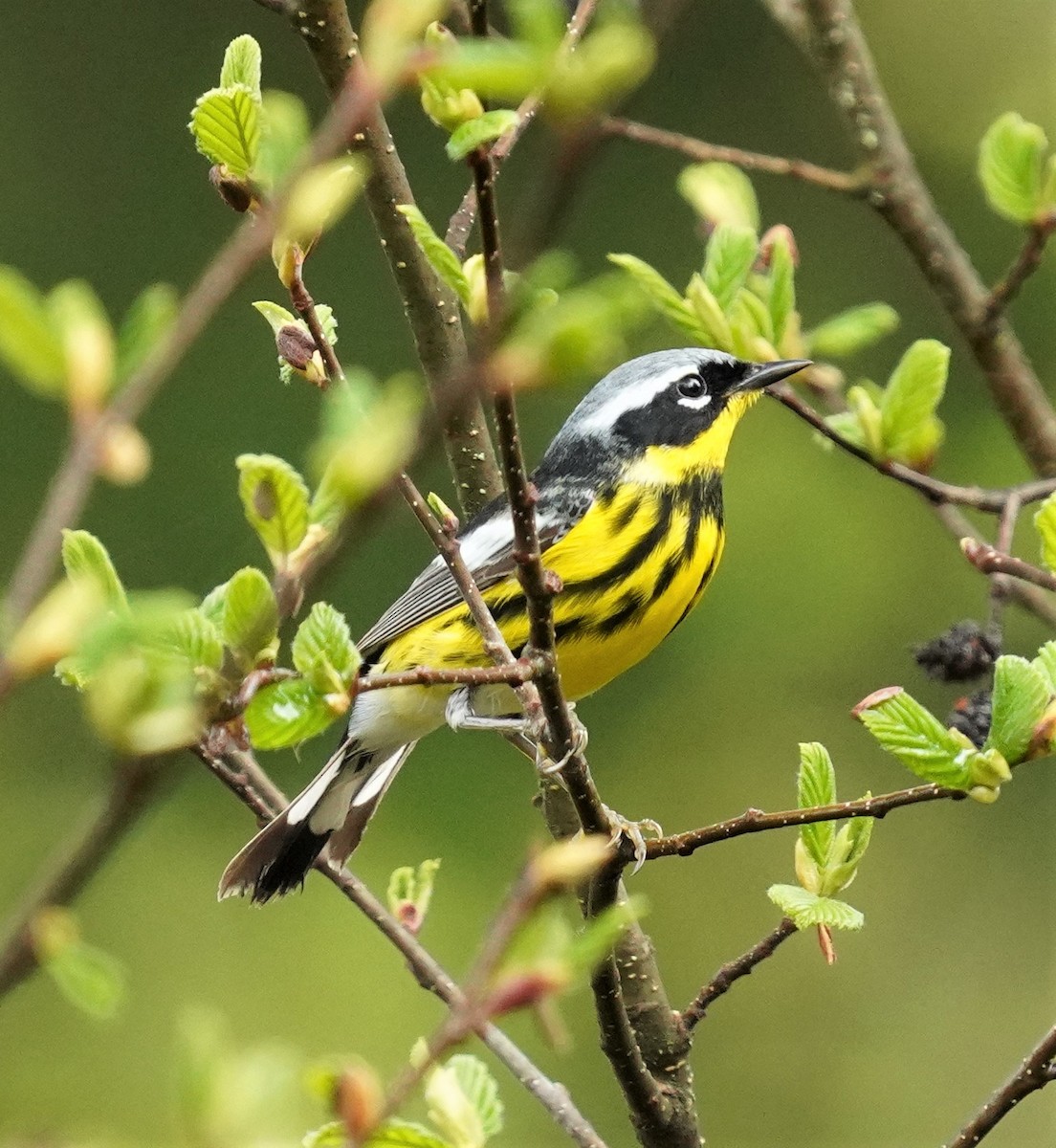 Magnolia Warbler - William Burkert