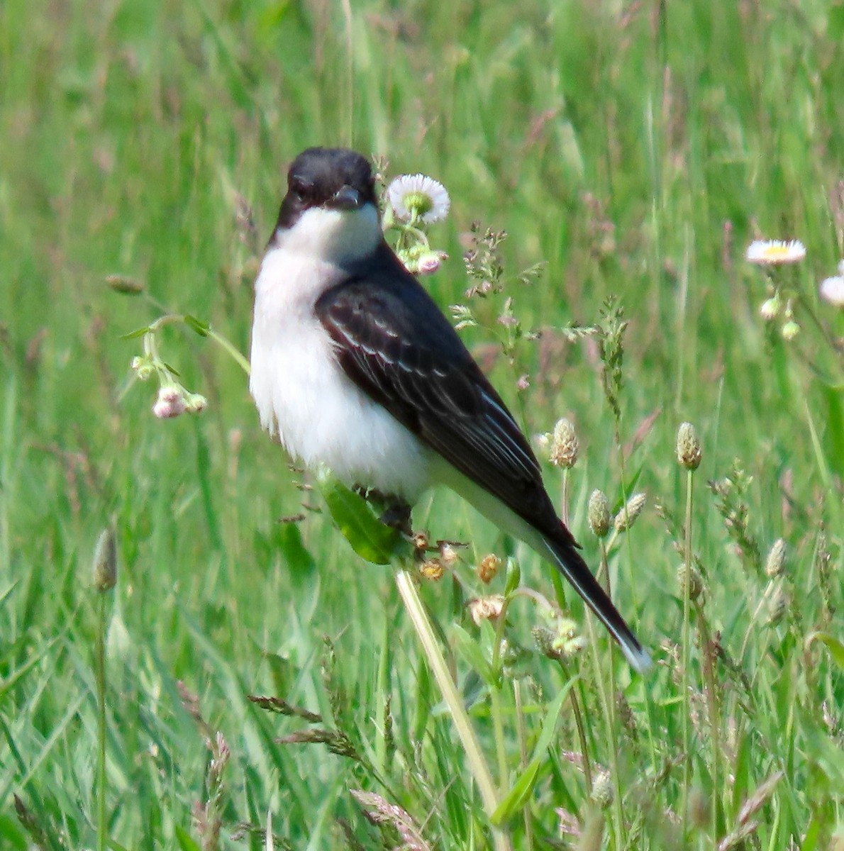 Schieferrücken-Königstyrann - ML453114461