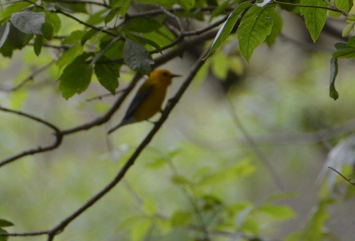 Prothonotary Warbler - ML453114711