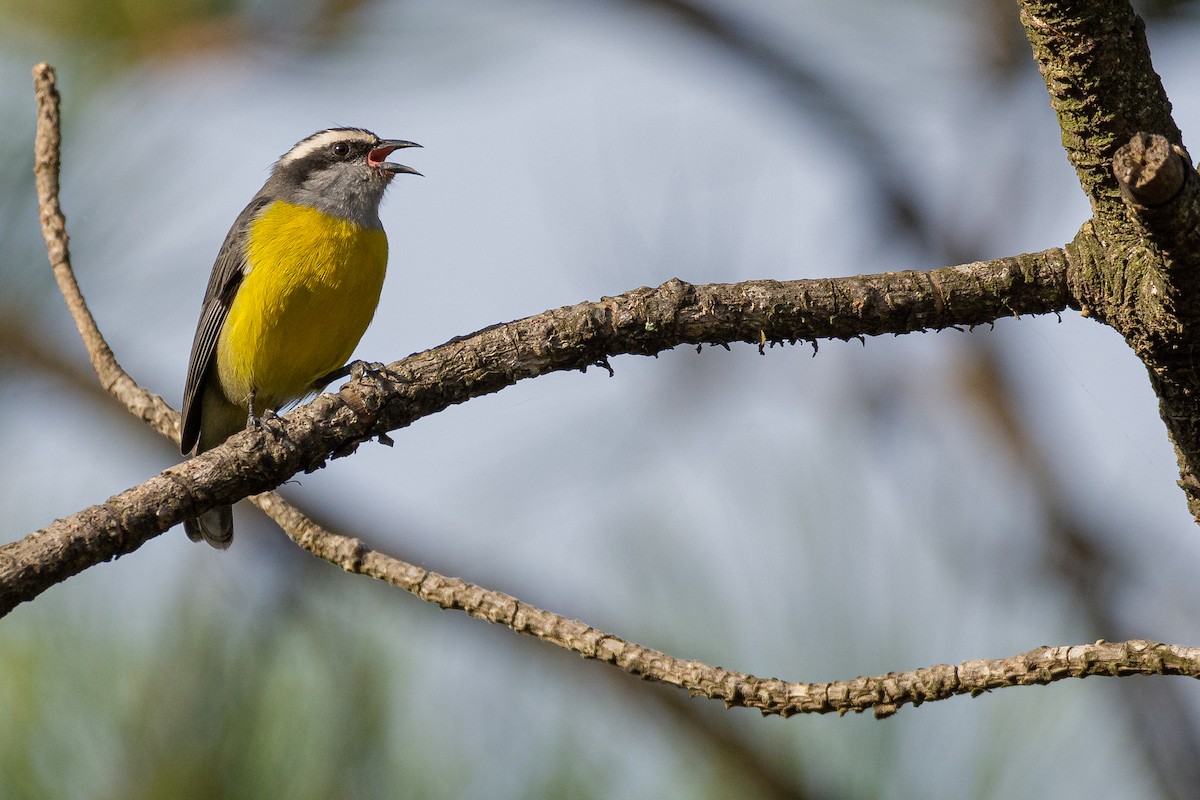 Bananaquit - ML453115131