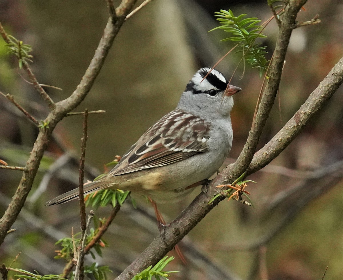 White-crowned Sparrow - ML453116121