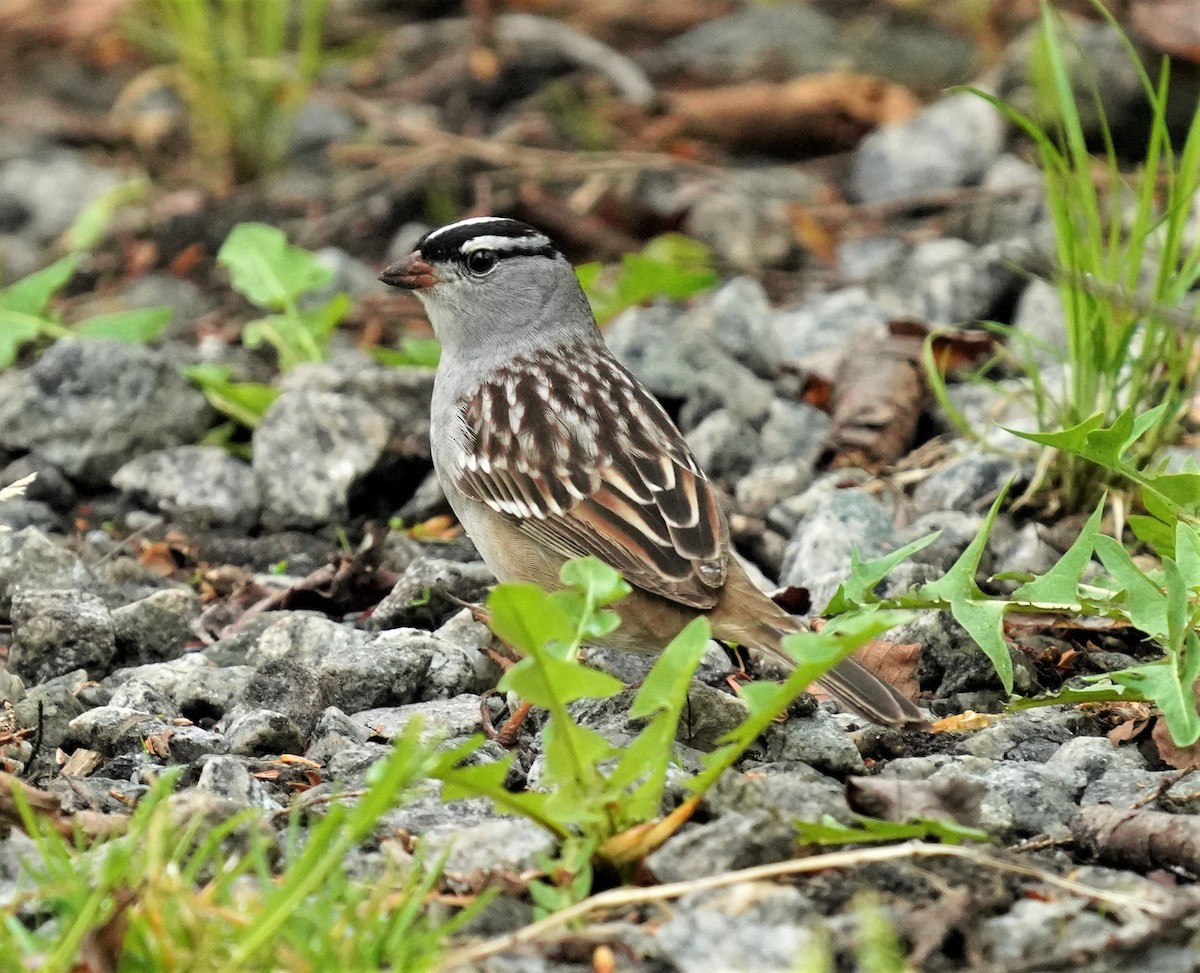 White-crowned Sparrow - ML453116171