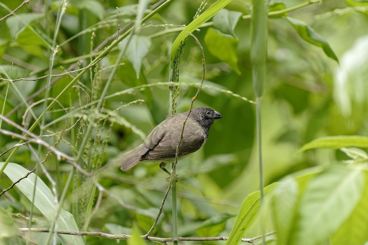 ML453116671 - Small Tree-Finch - Macaulay Library