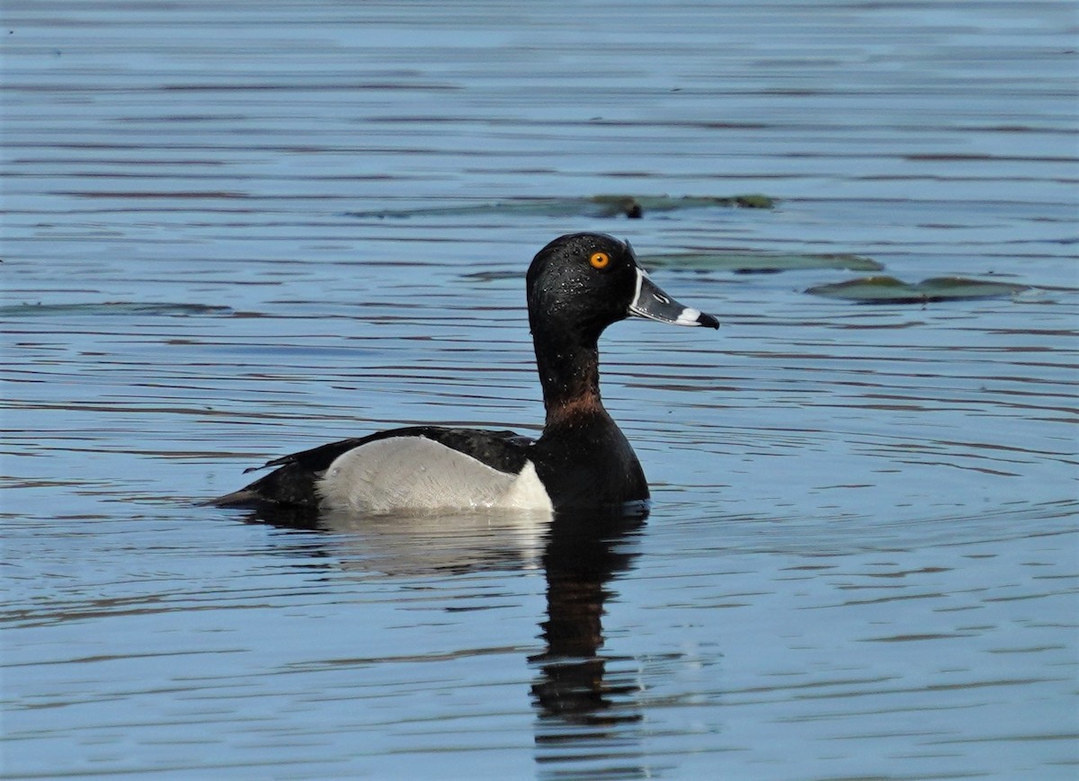 Ring-necked Duck - William Burkert