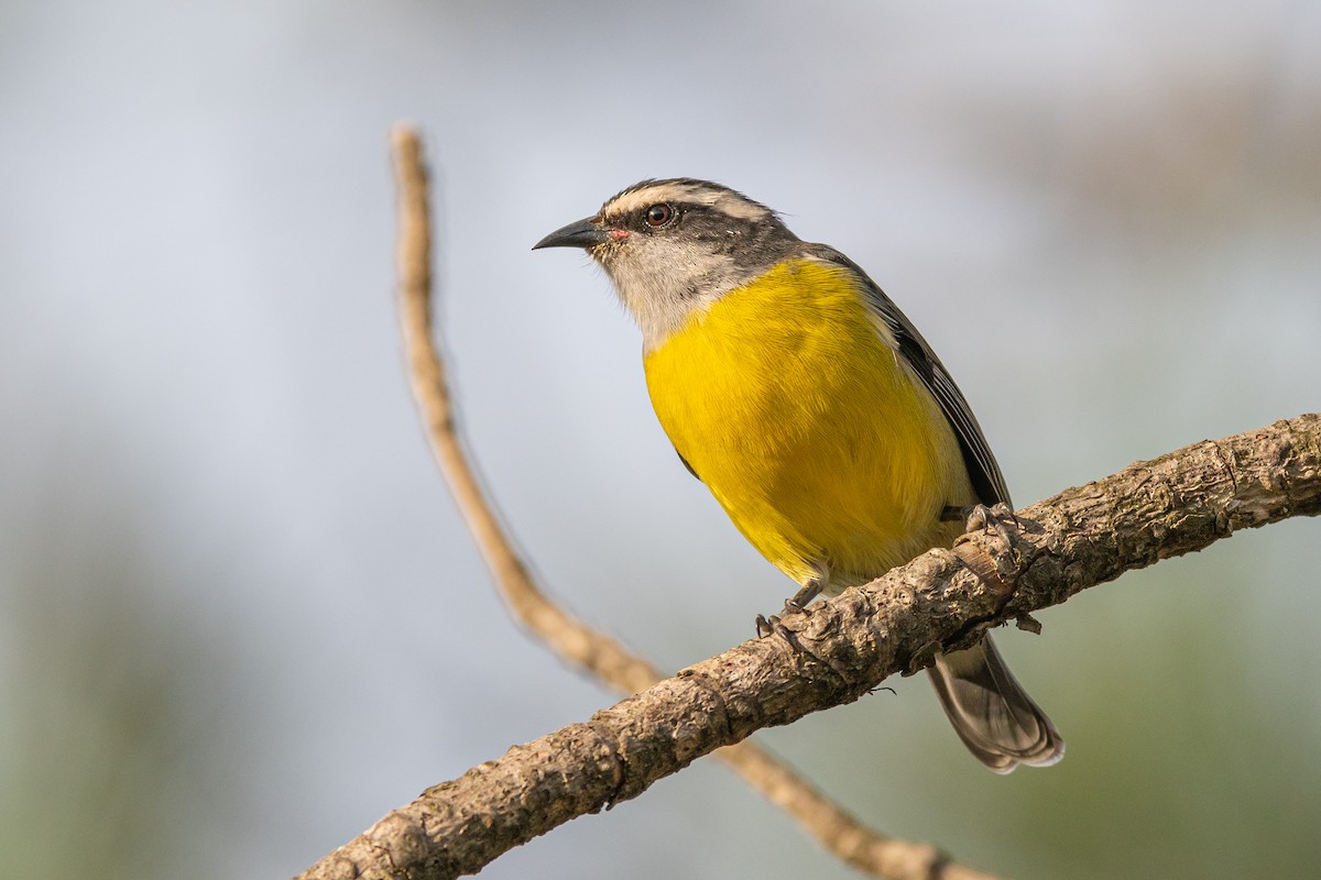 Bananaquit - Fernando Saravia