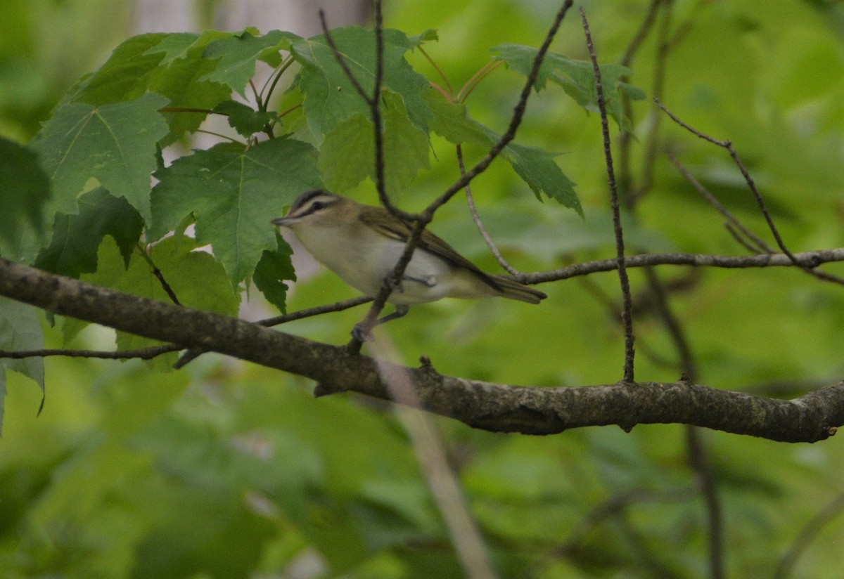 Red-eyed Vireo - ML453118401