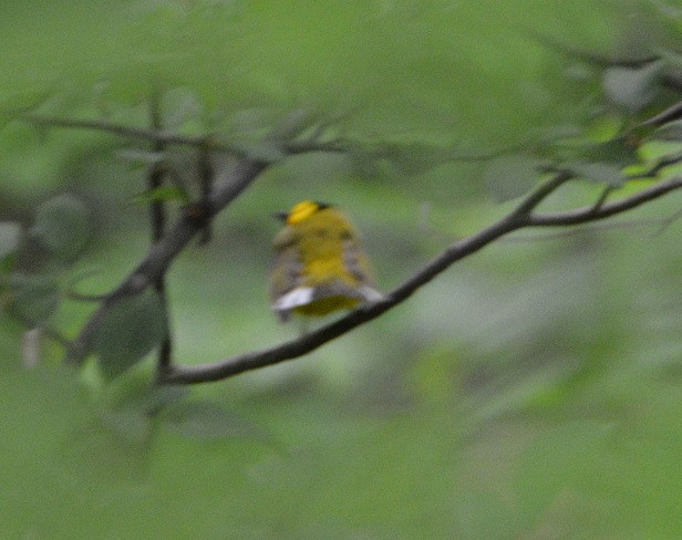 Hooded Warbler - "Chia" Cory Chiappone ⚡️