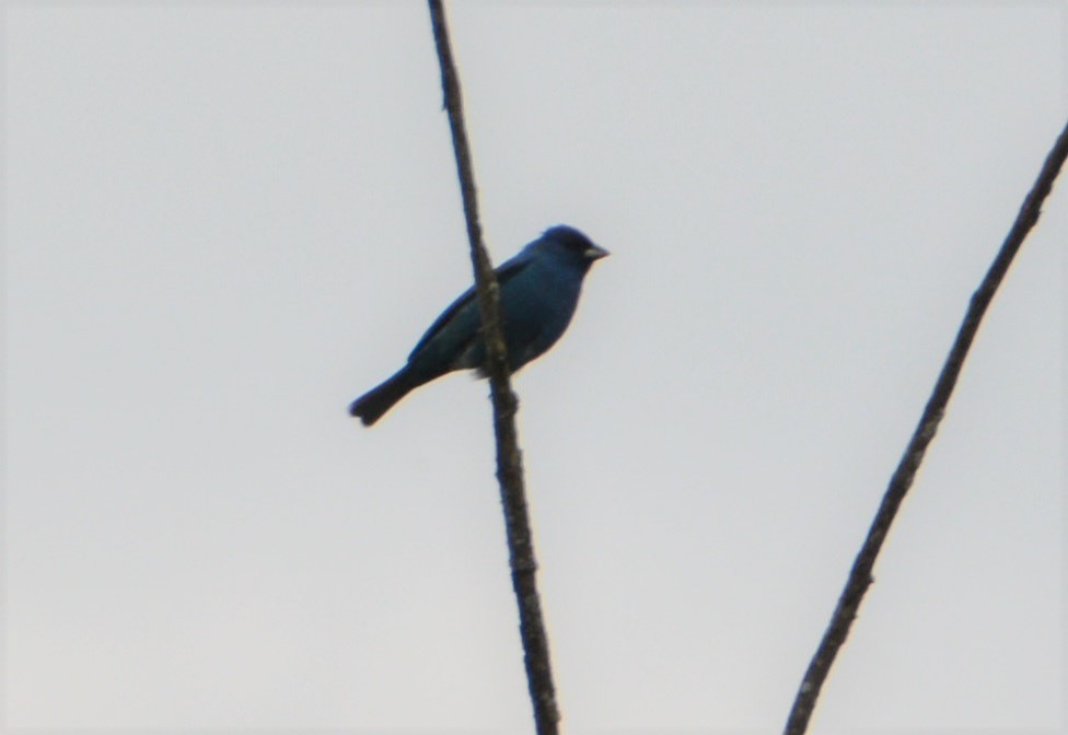 Indigo Bunting - "Chia" Cory Chiappone ⚡️