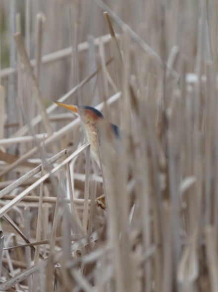 Least Bittern - Layne Hagerman