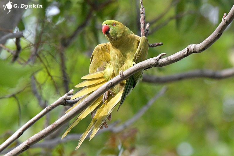 Rose-ringed Parakeet - ML453121191