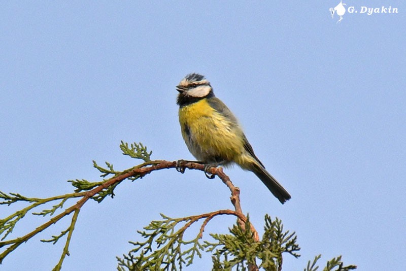 Eurasian Blue Tit - ML453121291