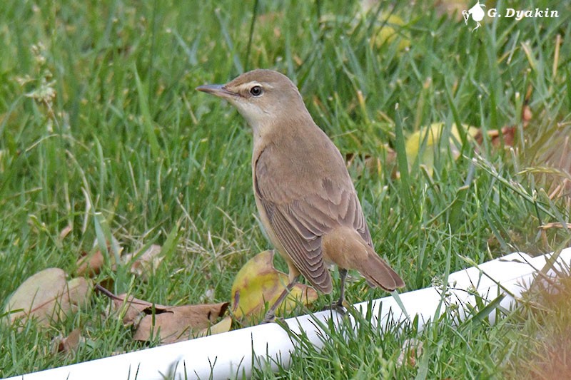 Great Reed Warbler - ML453121381