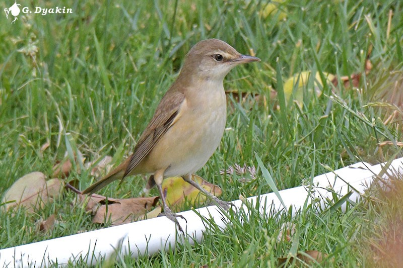 Great Reed Warbler - ML453121391