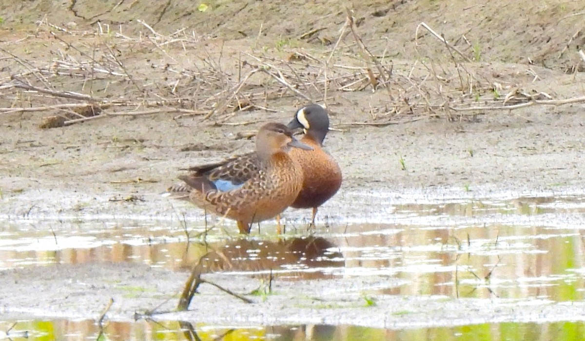 Blue-winged Teal - ML453121591