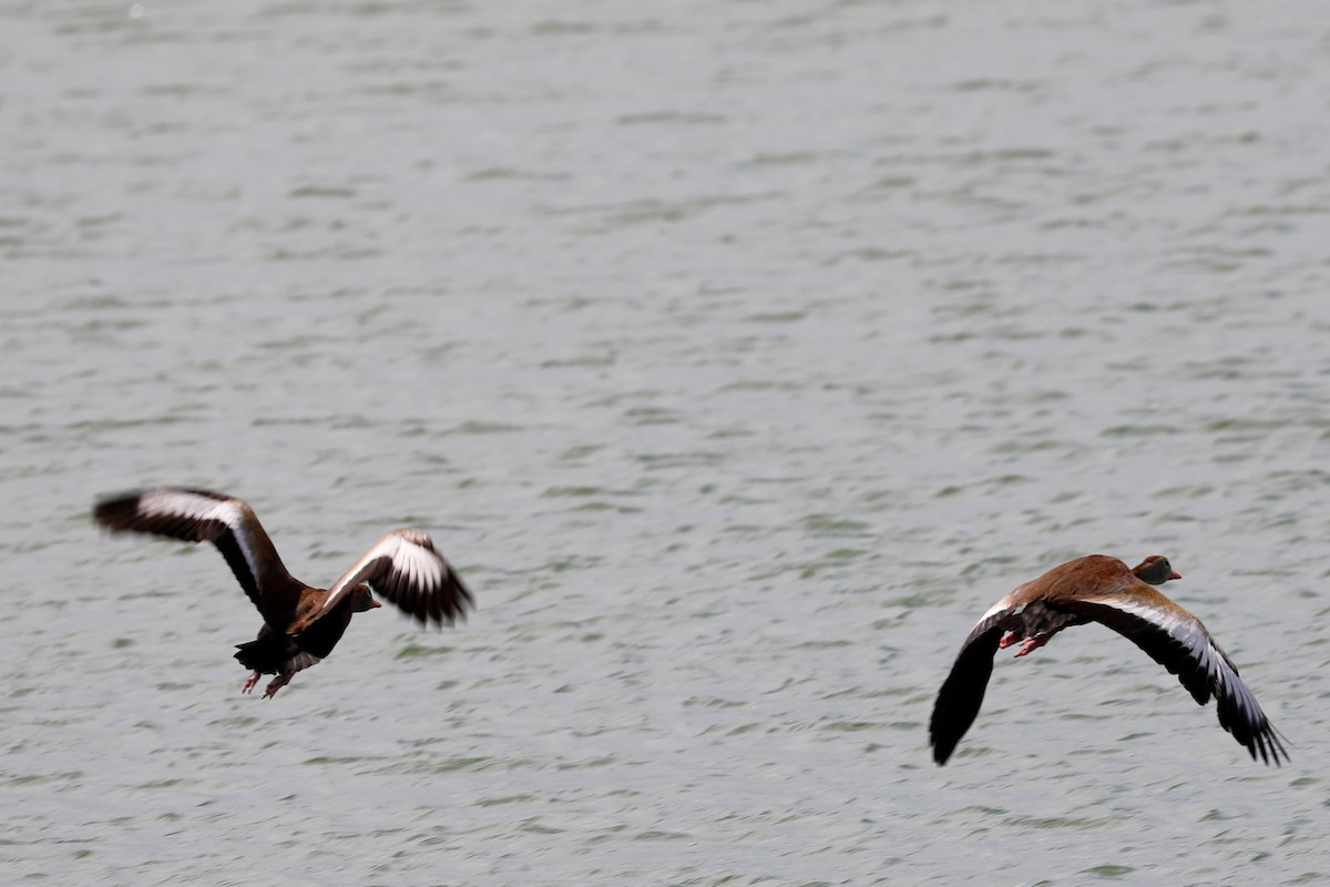 Black-bellied Whistling-Duck - JOEL STEPHENS