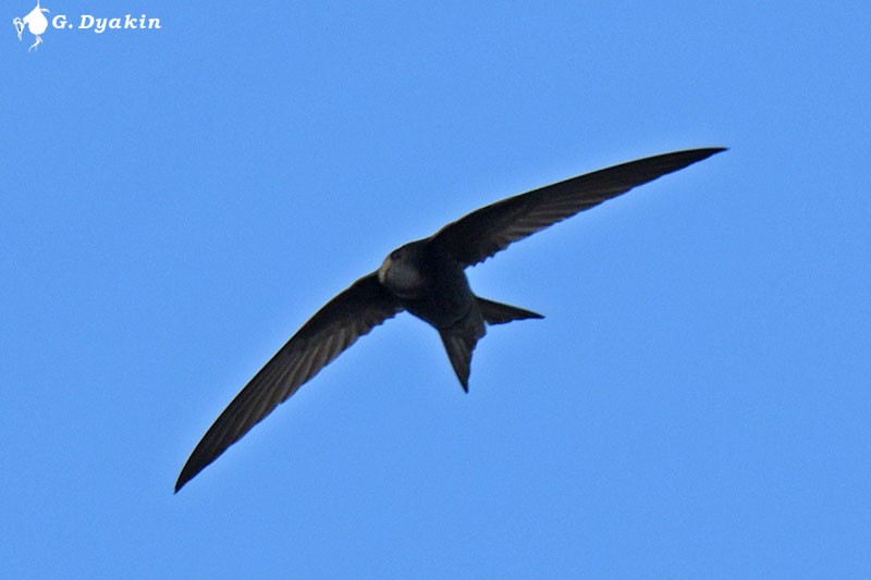 Common Swift - ML453122361