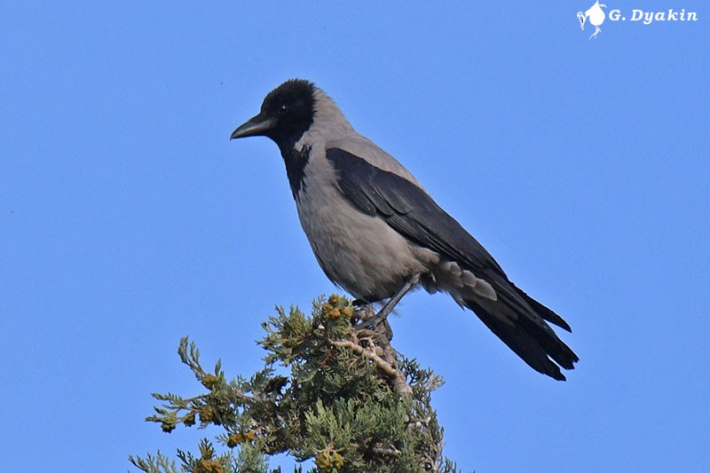 Hooded Crow - Gennadiy Dyakin