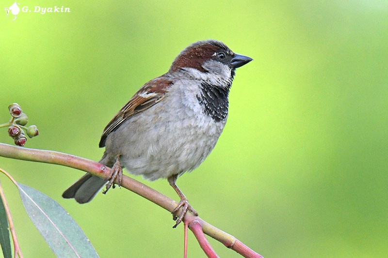 House Sparrow - ML453122521