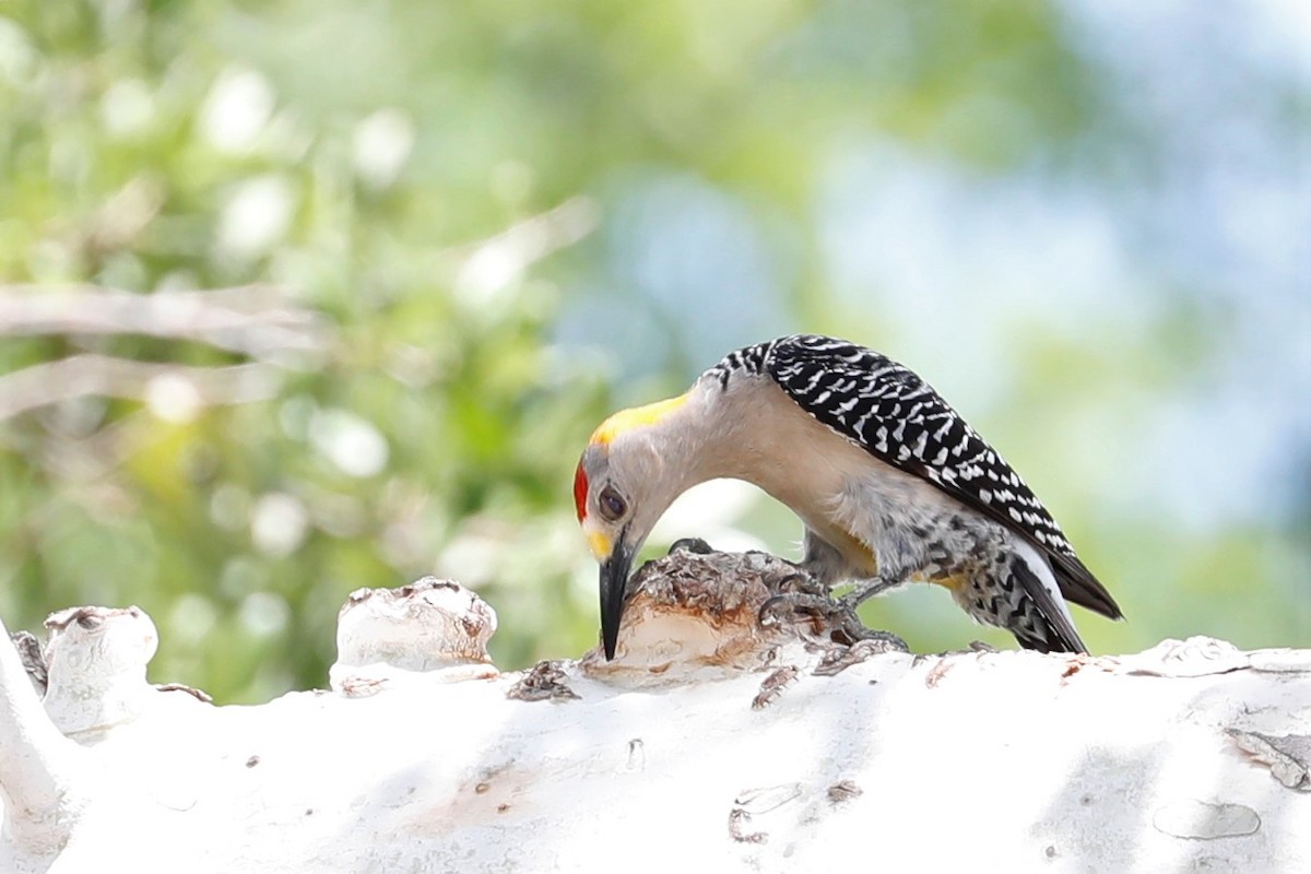 Golden-fronted Woodpecker - ML453123091