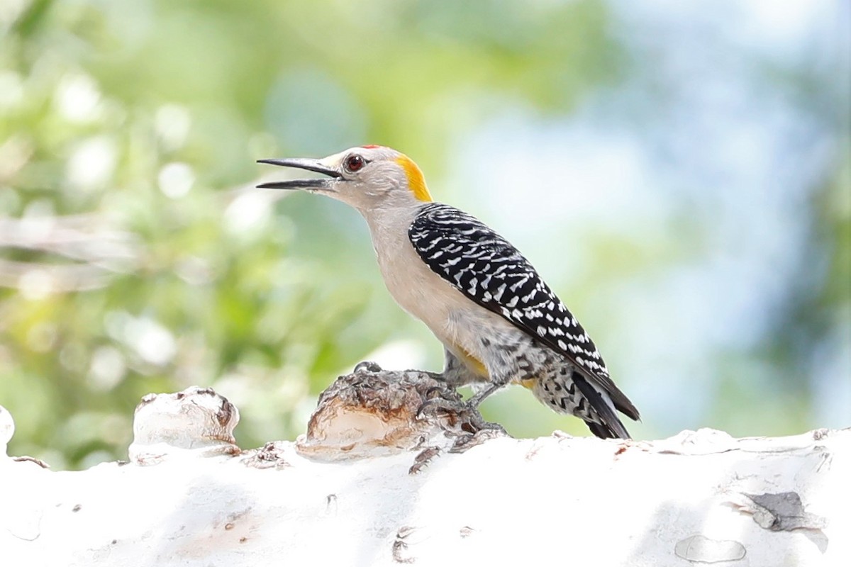 Carpintero Frentidorado - ML453123151