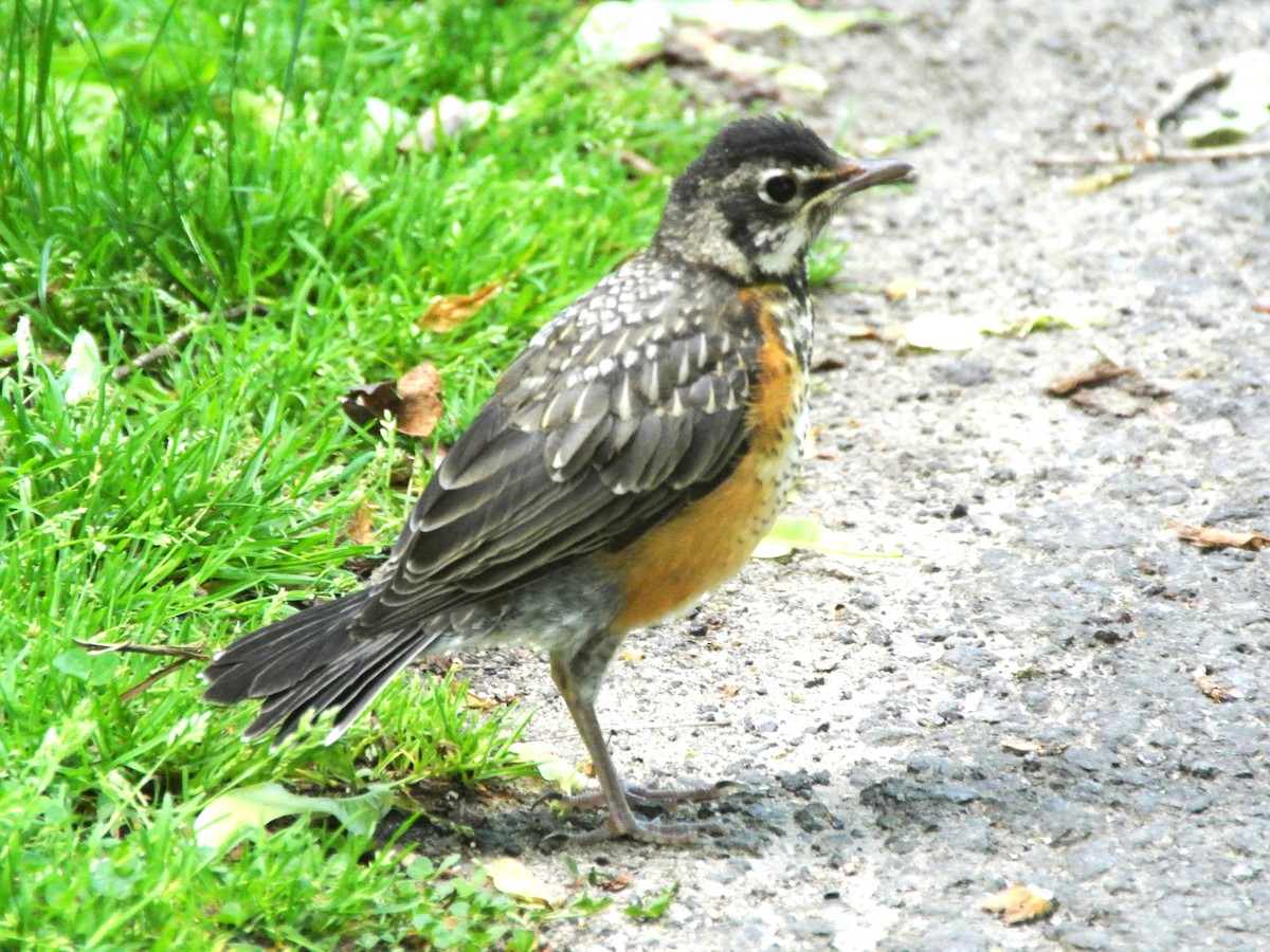 American Robin - ML453123311