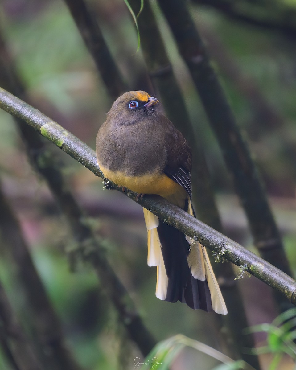 trogon růžovoocasý - ML453123751