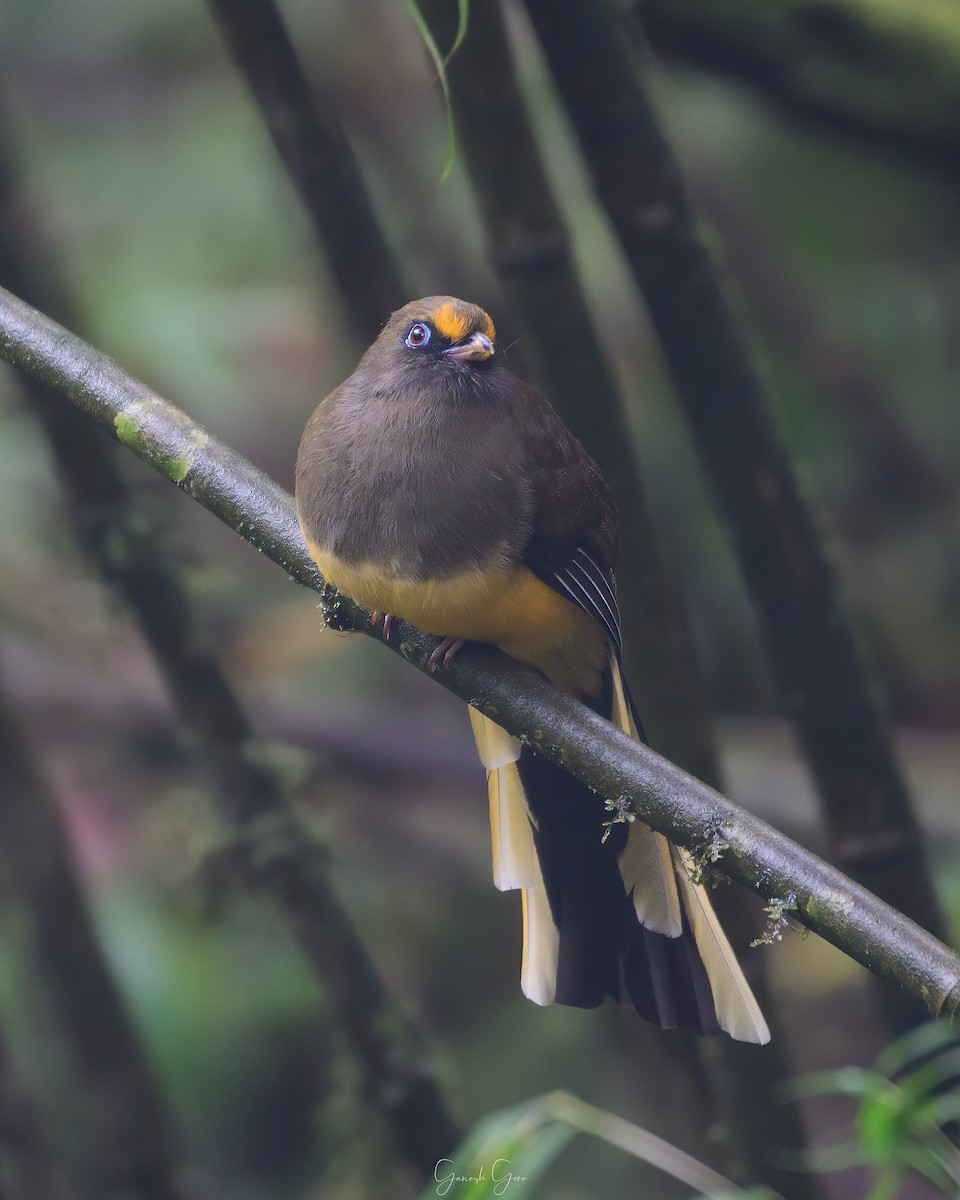 Ward's Trogon - Ganesh Gore