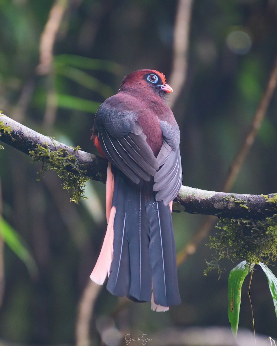 Ward's Trogon - Ganesh Gore