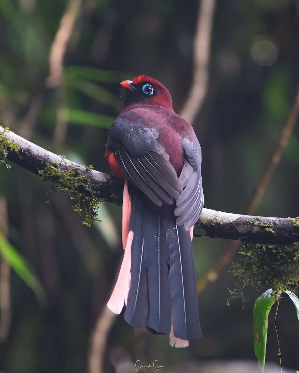 trogon růžovoocasý - ML453123781