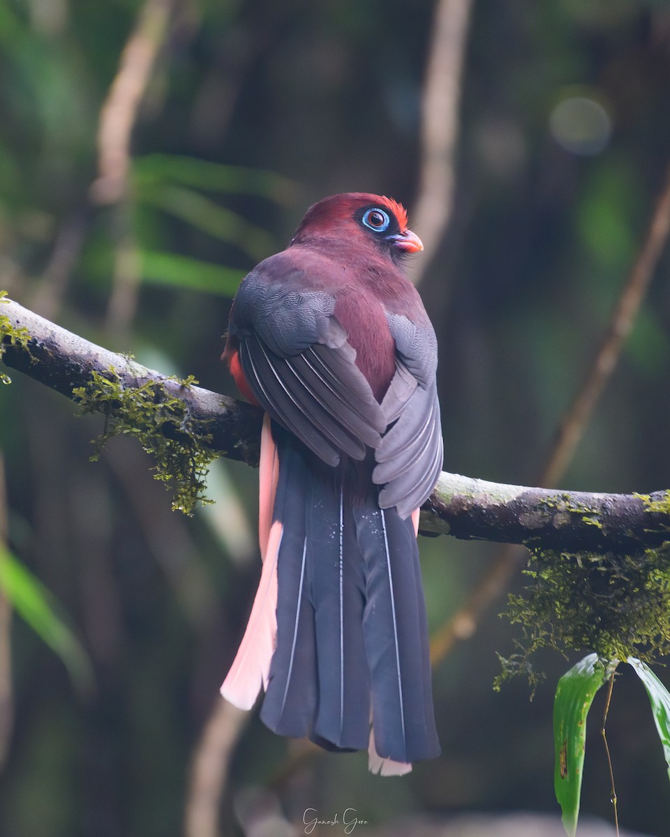 Ward's Trogon - Ganesh Gore