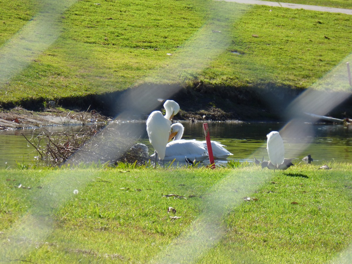 American White Pelican - ML45312381