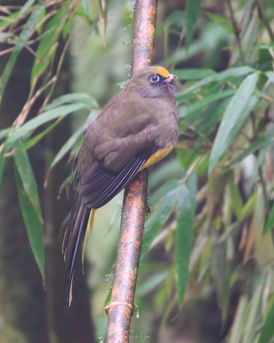 Trogon de Ward - ML453123811