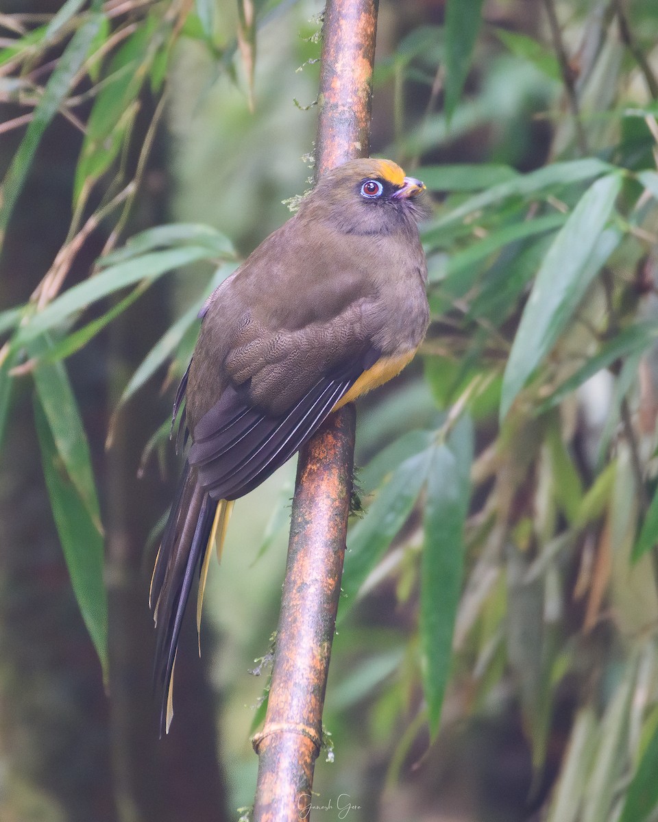 Ward's Trogon - Ganesh Gore