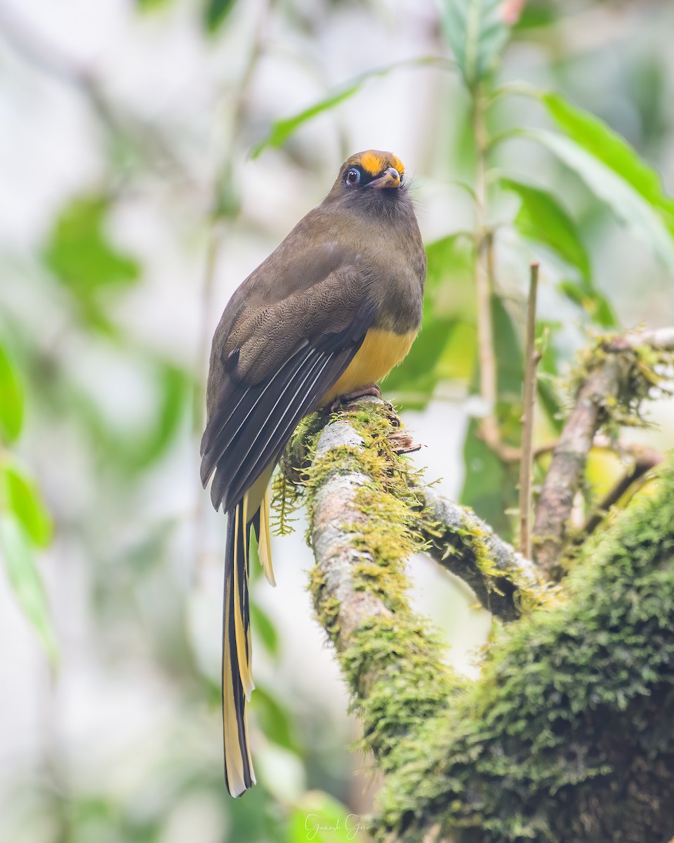 Trogon de Ward - ML453123831