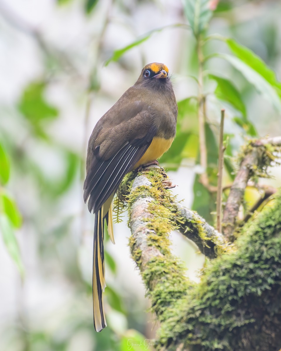 trogon růžovoocasý - ML453123831