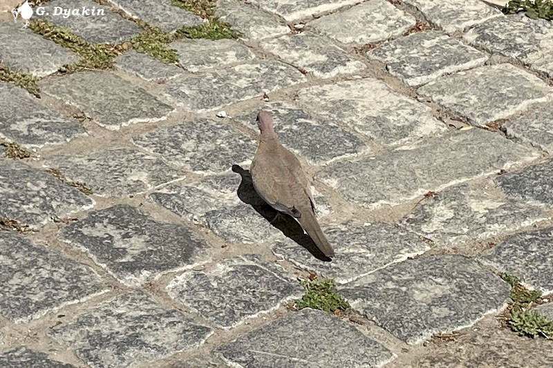 Laughing Dove - ML453124051