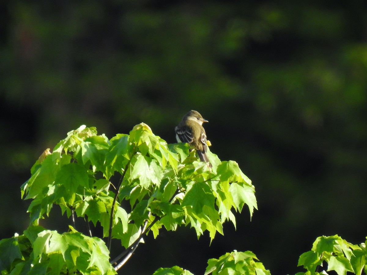 Willow Flycatcher - ML453124551