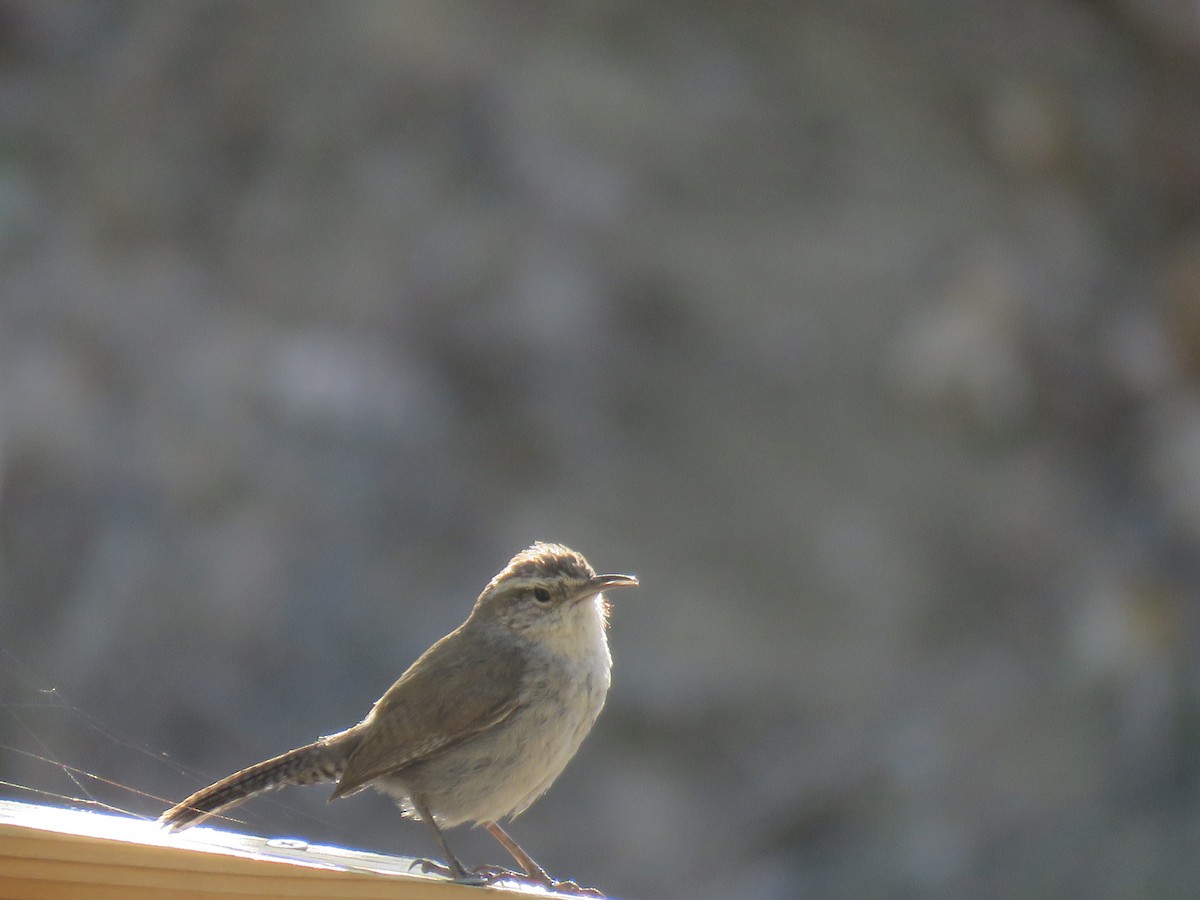 Bewick's Wren - ML453125121