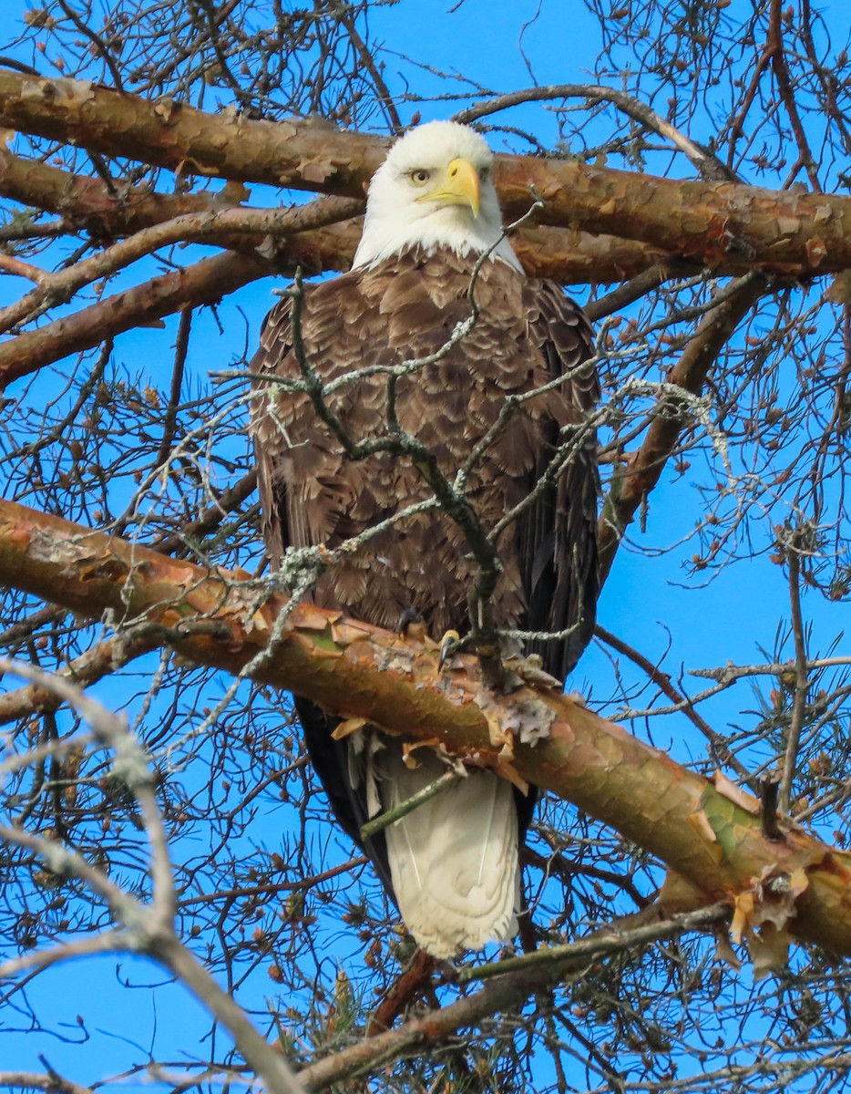 Bald Eagle - ML453125191
