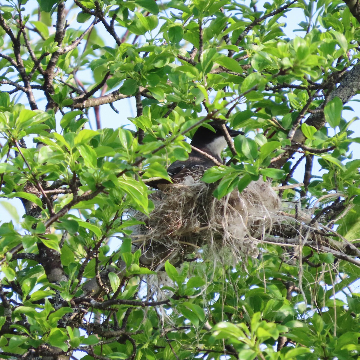 Eastern Kingbird - ML453125261
