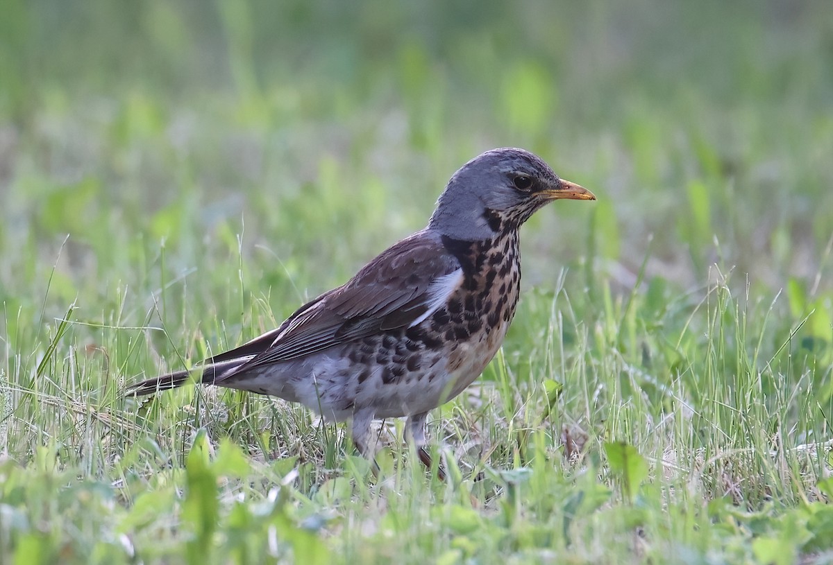 Fieldfare - A W