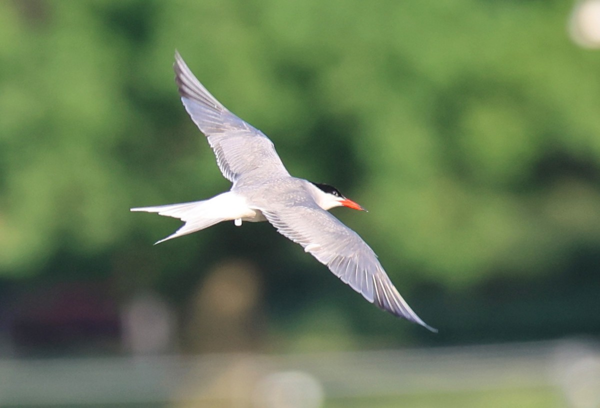 Common Tern - ML453126731