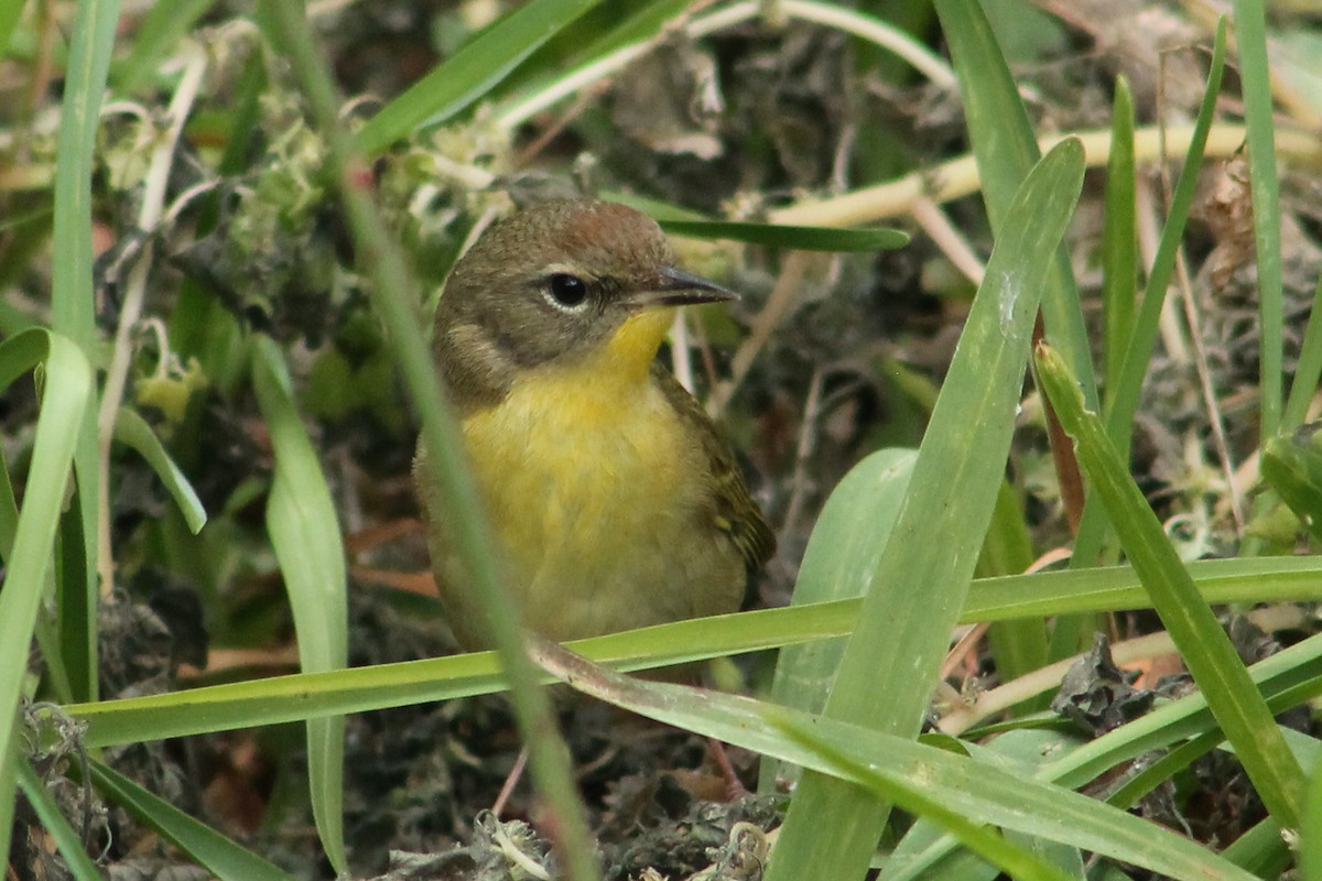 Common Yellowthroat - ML453127011