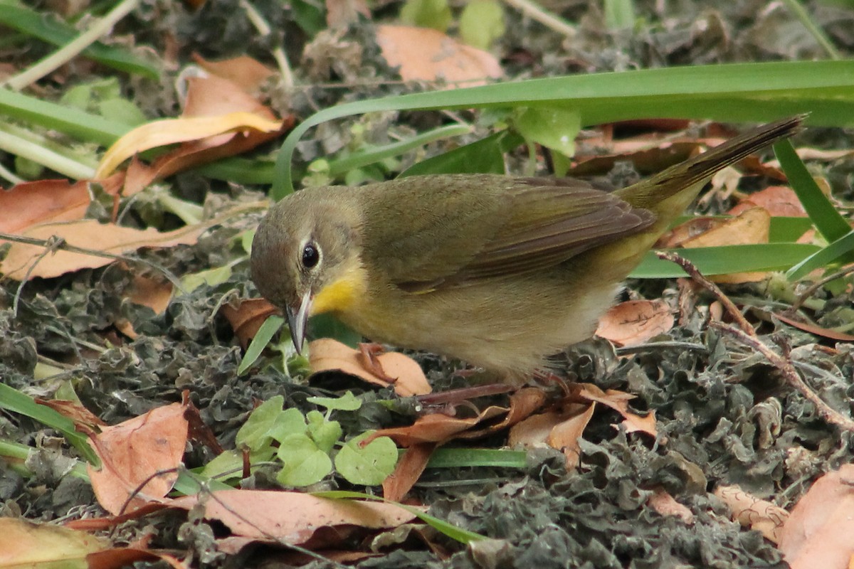 Common Yellowthroat - Holly Kleindienst